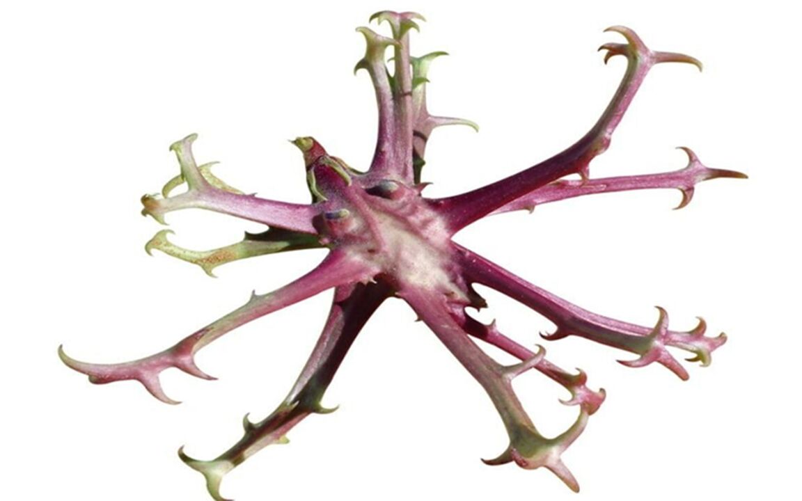 The devil's claw extract in Hondrolife